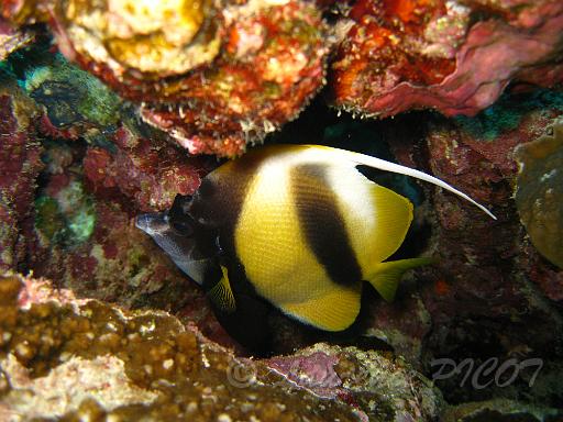Poisson cocher - Heniochus intermedius.JPG